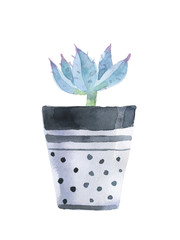 Watercolor succulent in a flowerpot. Isolated on a white background.