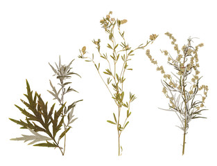 Set of wild dry pressed flowers and leaves