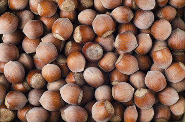 Hazel photo background walnut shell