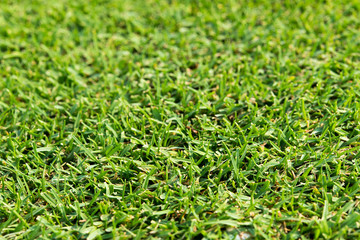 Close up Green grass