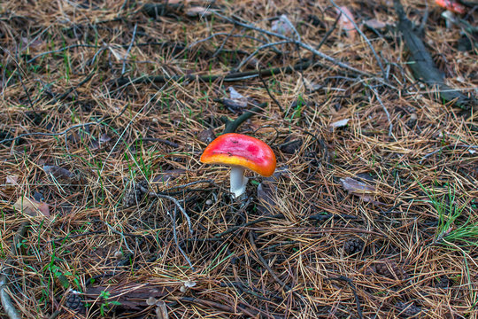 Red fly agaric mushroom. It grows in the forest.