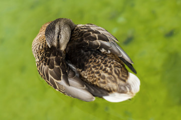 Ente in Ruheposition im Gartenteich