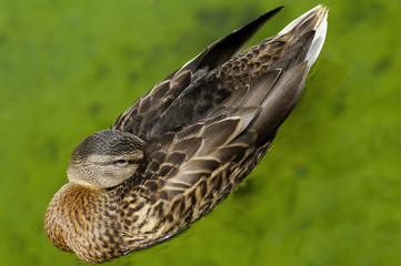 Fototapeta premium Ente ruht im Gartenteich