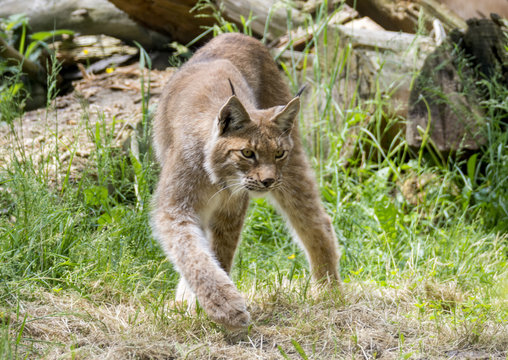 Sibirischer Luchs Lynx 