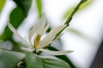 Obraz premium .White Chempaka white bloom on the beautiful aroma.