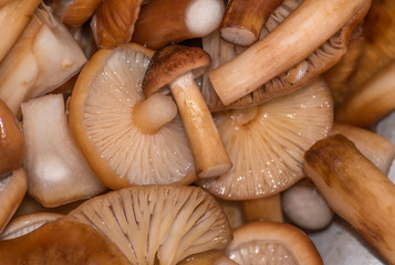 Mushrooms honey agarics Armillaria mellea