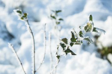 Frozen plant background.