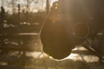 Nüstern im Sonnenlicht