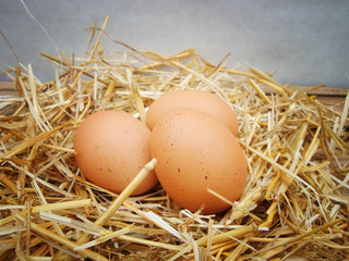 Chicken eggs in the straw