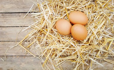 Chicken eggs in the straw