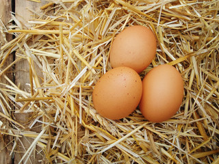 Chicken eggs in the straw