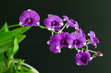 Naklejka premium pink orchid