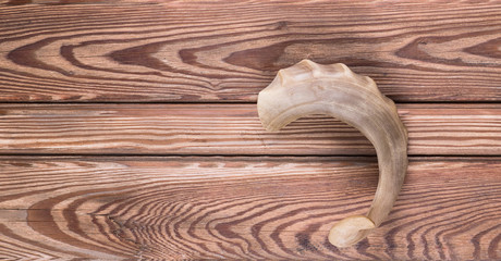 animal horn on wooden background