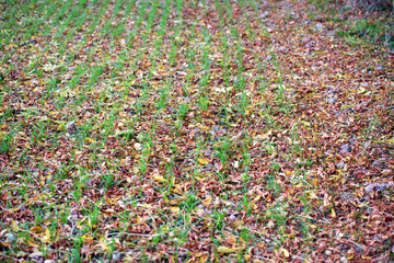 champs sous les feilles d'automne