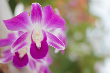 Soft focus of Purple Orchid Flower.