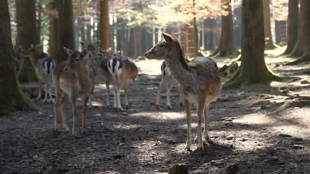 Rehe im Wald
