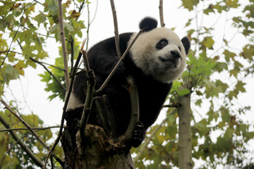 Fototapeta premium Baby Panda on the Tree