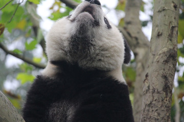 Baby Panda