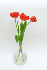 Fototapeta premium Red tulips in the vase