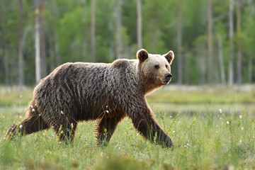 brown bear walking fast in the bog in Finland taiga