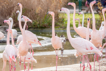 many pink flamingos