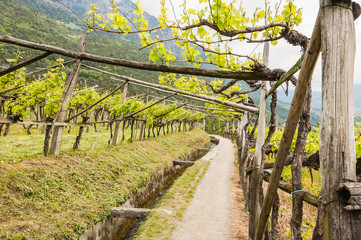 Algund, Wanderweg, Waalweg, Algunder Waalweg, Vinschgau, Weinberg, Weinpergola, Fr&uuml;hling, S&uuml;dtirol, Italien