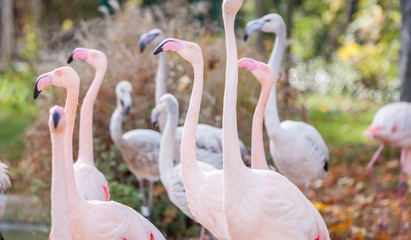 Naklejka premium many pink flamingos