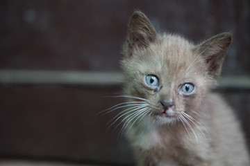 Portrait of beautiful kitty with blue eyes sitting isolated over dark wall background