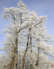 nature in winter