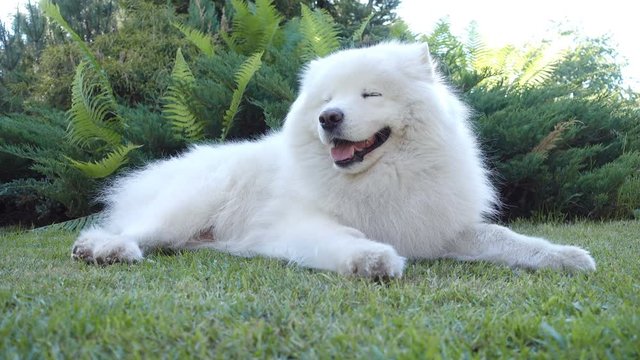 Samoyed dog lying in the grass