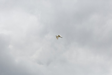 A bird flying in the sky
