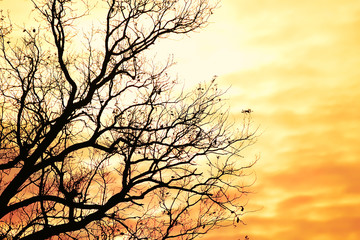 black silhouettes of tree branches against the backdrop of sunset, dawn bright red, yellow sky....