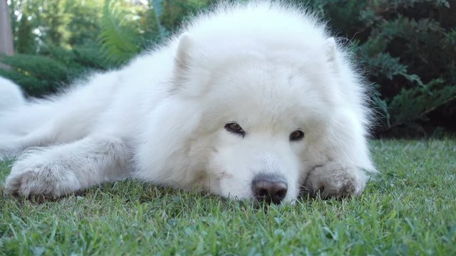 Samoyed dog lying in the grass