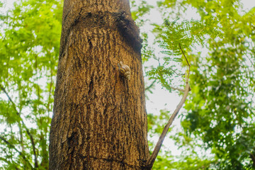 Tree with snail and green leaf background. Selective focus on snail.