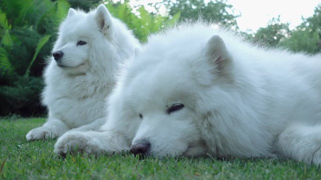 Samoyed dog lying in the grass