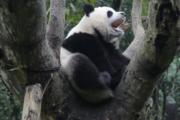 Fototapeta premium Baby Panda