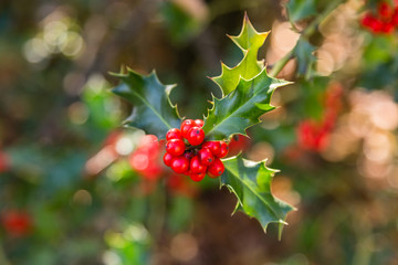 Holly plant with its red fruits