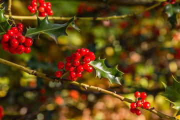 Holly plant with its red fruits