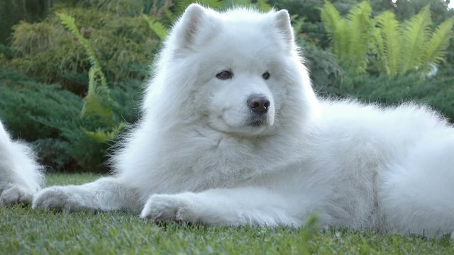 Samoyed dog lying in the grass