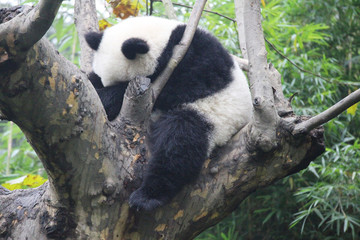 Obraz premium Baby Panda