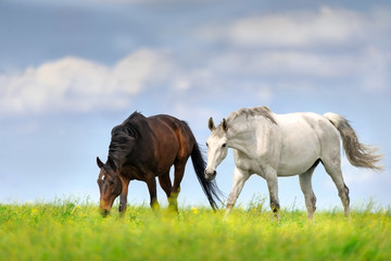 Two horse walk on spring meadow against blue sky with clouds