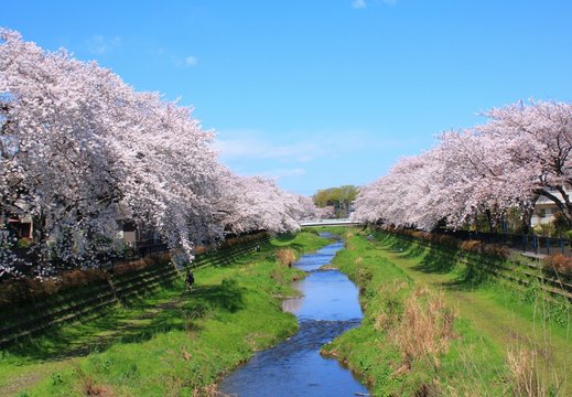 春の小川