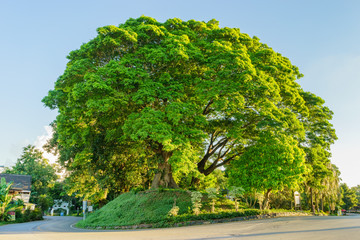 Big Tree on the corner of road in the city with blue sky.Shot at sunset time.Ecology Green Living City Concept.Processed in HDR Style.