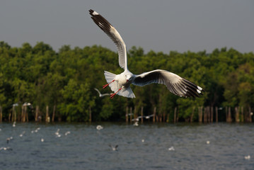 Flying seagull 