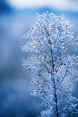Fototapete Blaue Jeans zarte durchbrochene Blumen im Frost. Sanft blauer frostiger natürlicher Winterhintergrund. Schöner Wintermorgen an der frischen Luft. Weicher Fokus.