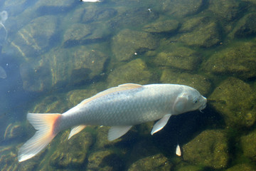 池の鯉(白）