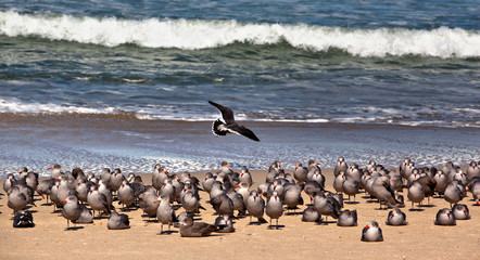 A flock of seagulls on the beach in the surf