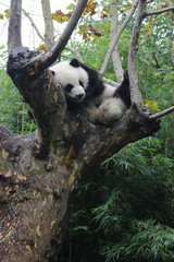 Obraz premium Baby Panda