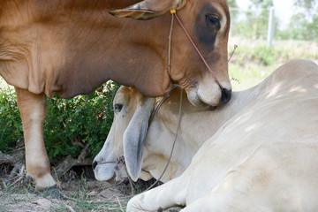 Naklejka na ściany i meble Two cows tease snuggle together in the shade to avoid heat of th