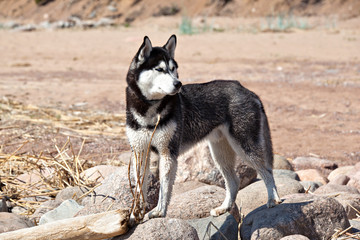 Dog Siberian Husky on a sandy beach